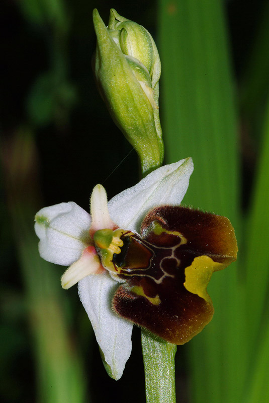 Ophrys holosericea subsp. holosericea